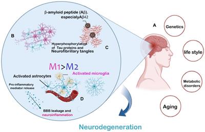 The emerging role of brain neuroinflammatory responses in Alzheimer’s disease